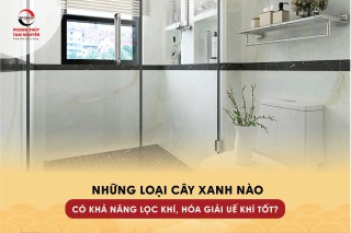 cay-xanh-nao-co-kha-nang-loc-khi-hoa-giai-ue-khi-trong-nha-ve-sinh