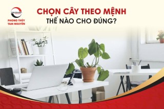 chon-cay-theo-menh-the-nao-cho-dung