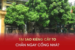 tai-sao-kieng-cay-to-chan-ngay-cong-nha