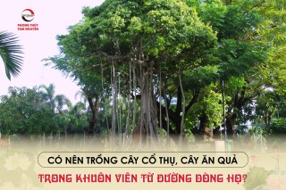CÓ NÊN TRỒNG CAY CỔ THỤ, CÂY ĂN QUẢ TRONG KHUÔN VIÊN TỪ ĐƯỜNG DÒNG HỌ?