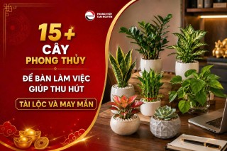 15+ CÂY PHONG THỦY ĐỂ BÀN LÀM VIỆC GIÚP THU HÚT TÀI LỘC VÀ MAY MẮN