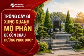 TRỒNG CÂY GÌ XUNG QUANH MỘ PHẦN ĐỂ CON CHÁU HƯỞNG PHÚC ĐỨC?
