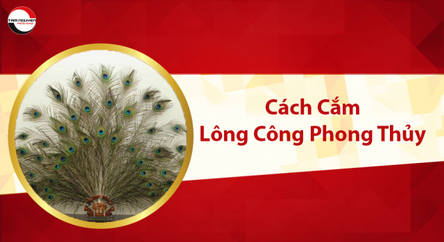 lông công phong thủy