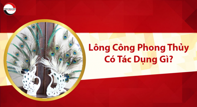 lông công phong thủy